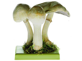 AGARICUS SILVICOLA