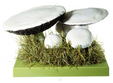 AGARICUS CAMPESTER