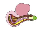 Phaseolus  Bohne  Narbe und Antheren  total