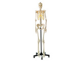 ARTIFICIAL HUMAN SKELETON  FEMALE