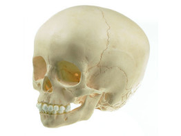 ARTIFICIAL SKULL OF CHILD  APPROX. 6 YEARS OLD 