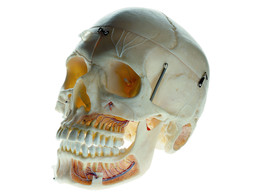ARTIFICIAL DEMONSTRATION SKULL OF AN ADULT