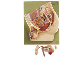 MEDIAN SECTION OF THE MALE PELVIS