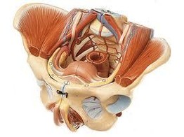 FEMALE PELVIS