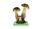 BOLETUS LURIDUS