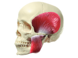 14-PIECE MODEL OF THE SKULL WITH MASTICATORY MUSCLES