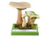 CLITOCYBE GEOTROPA  BULL. EX ST.- AM.  QU L. - SOMSO - BO191