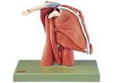 DEMONSTRATION MODEL OF THE SHOULDER MUSCLES