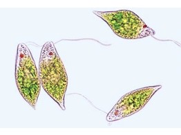 Euglena viridis  flagelles limnicoles avec stigma  s.e..