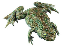 FIRE-BELLIED TOAD