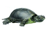 TORTUE BOURBEUSE  MALE - SOMSO ZOS 1025