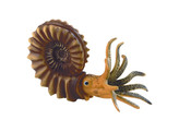 AMMONITE  MODELE - W12400