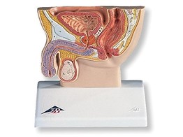 MALE PELVIS SECTION  1/2 LIFE SIZE