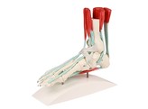 VOETMODEL MET LIGAMENTEN - 6052