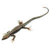 LEZARD DE MURAILLE  FEMELLE br/  br/  - SOMSO -  ZOS 1027/1