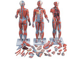 1/2 LIFE-SIZE COMPLETE HUMAN FEMALE MUSCLE FIGURE  WITHOUT INTERNAL ORGANS  21 PART - B56