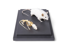 MOUSE AND MOUSE SKELETON  MUS MUSCULUS  IN DISPLAY CASE