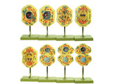 MITOSIS  SET OF 8 MODELS