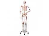 SUPER HUMAN SKELETON MODEL  SAM  - FLEXIBLE WITH MUSCLES AND LIGAMENTS ON A PELVIC MOUNTED STAND - A13  1000033 