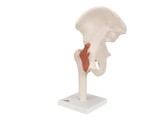 HEUPGEWRICHT MET LIGAMENTEN  FUNCTIONEEL MODEL - A81  1000161 