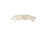 HAND SKELETON WIRE MOUNTED  LEFT -  A40L - 1019367 