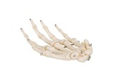 HAND SKELETON WIRE MOUNTED  LEFT -  A40L - 1019367 