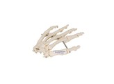 HAND SKELETON WIRE MOUNTED  LEFT -  A40L - 1019367 