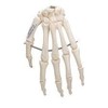 HAND SKELETON WIRE MOUNTED  LEFT -  A40L - 1019367 