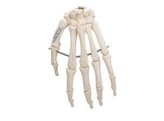 HAND SKELETON WIRE MOUNTED  LEFT -  A40L - 1019367 