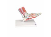 VOETSKELET LIGAMENTEN EN SPIEREN - M34/1  1000360 