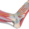 VOETSKELET LIGAMENTEN EN SPIEREN - M34/1  1000360 