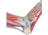 VOETSKELET LIGAMENTEN EN SPIEREN - M34/1  1000360 