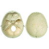 ARTIFICIAL HUMAN SKULL  3 PARTS SOMOS QS 7