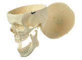 ARTIFICIAL HUMAN SKULL  3 PARTS SOMOS QS 7