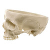 ARTIFICIAL HUMAN SKULL  3 PARTS SOMOS QS 7