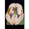 MODEL OF BRAIN IN 15 PARTS