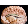 MODEL OF BRAIN IN 15 PARTS