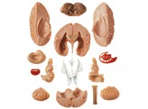 MODEL OF BRAIN IN 15 PARTS