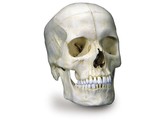 BONELIKE HUMAN BONY SKULL MODEL  6 PART - A281  1000062 