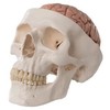 CLASSIC HUMAN SKULL MODEL WITH BRAIN  8- PART - A20/9  1000049 