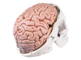 CLASSIC HUMAN SKULL MODEL WITH BRAIN  8- PART - A20/9  1000049 