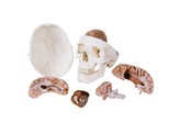 CLASSIC HUMAN SKULL MODEL WITH BRAIN  8- PART - A20/9  1000049 