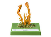 CALOCERA VISCOSA  PERS. EX FR.  FR. - SOMSO - BO91