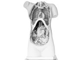 FEMALE TORSO WITHOUT HEAD