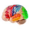 MODEL OF BRAIN IN 15 PARTS WITH INDICATED CYTOARCHITECTURAL AREAS