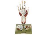 SURGICAL HAND MODEL