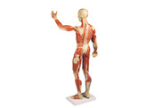 MUSCULAR FIGURE  1/3 LIFE SIZE - B 90