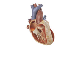 FALLOT S TETRALOGY