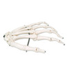 HAND SKELETON WIRE MOUNTED  LEFT -  A40L - 1019367 