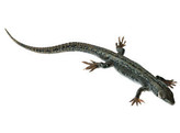 COMMON OR VIVIPAROUS LIZARD  FEMALE